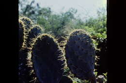 Opuntia gomei的圖片