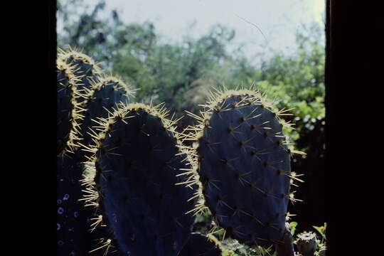 Opuntia gomei resmi