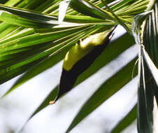 Image of Purple-rumped Sunbird