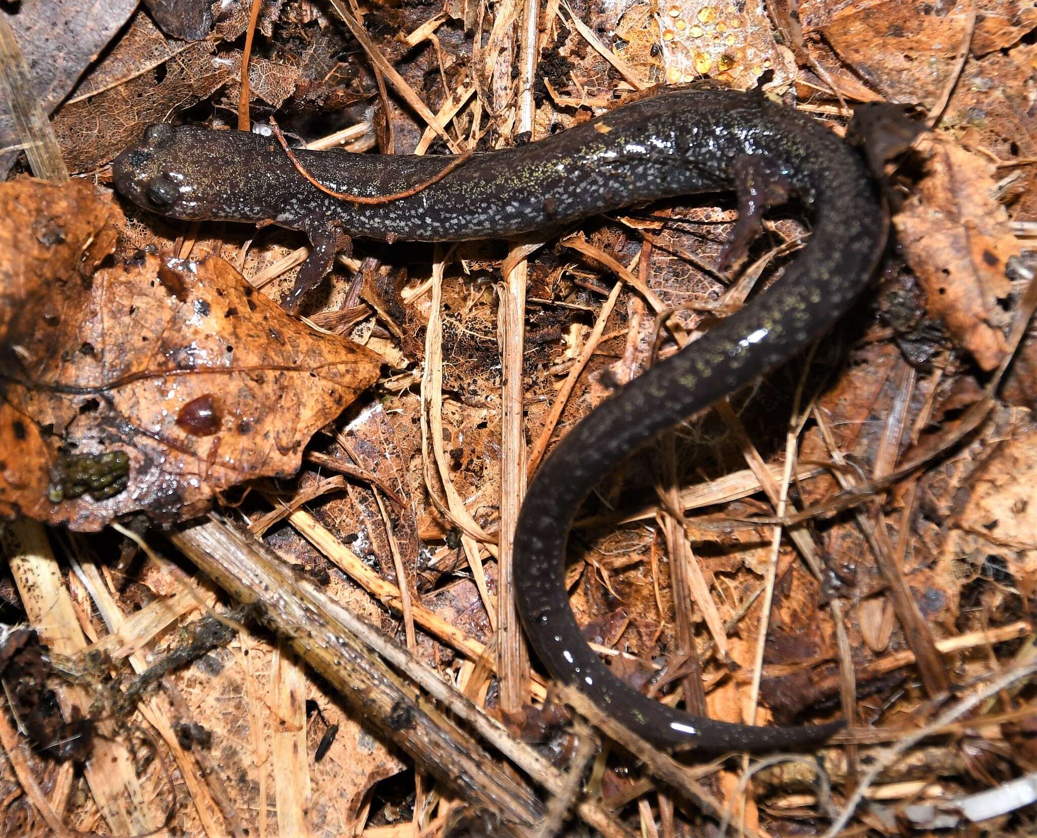 Image of Plethodon hoffmani Highton 1972