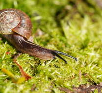 صورة Austrorhytida glaciamans (Iredale 1938)