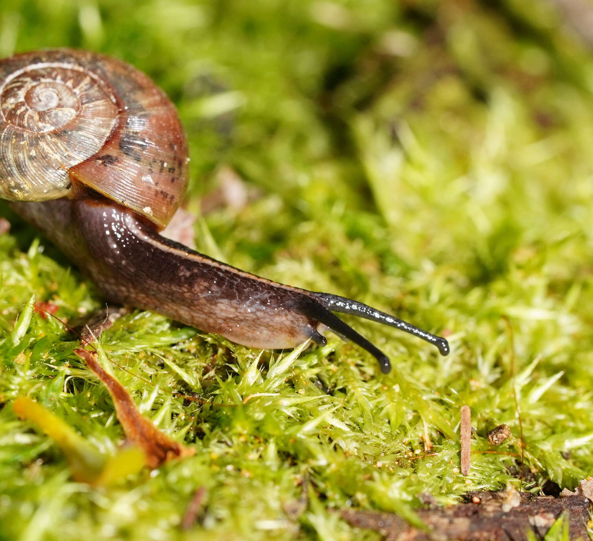 صورة Austrorhytida glaciamans (Iredale 1938)