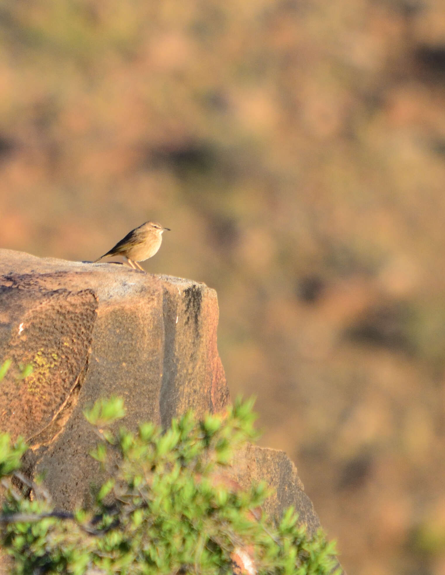 Image of African Rock Pipit