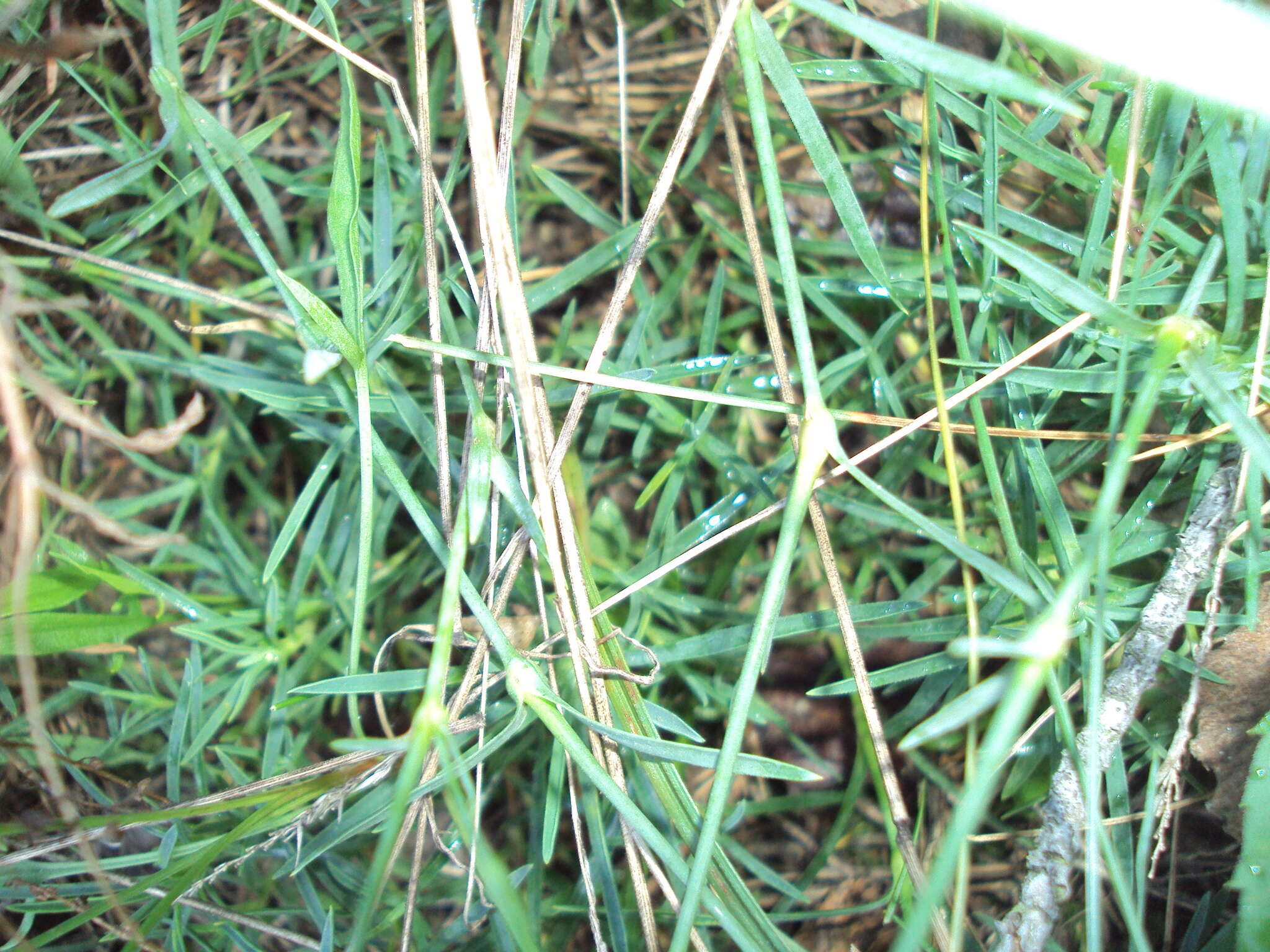 صورة Dianthus superbus subsp. stenocalyx (Trautv.) Kleopow