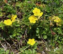 Imagem de Helianthemum alpestre (Jacq.) DC.