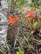 Слика од Hippeastrum glaucescens (Mart. ex Schult. & Schult. fil.) Herb.