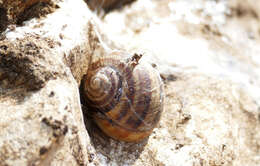 Image of Helix ligata O. F. Müller 1774