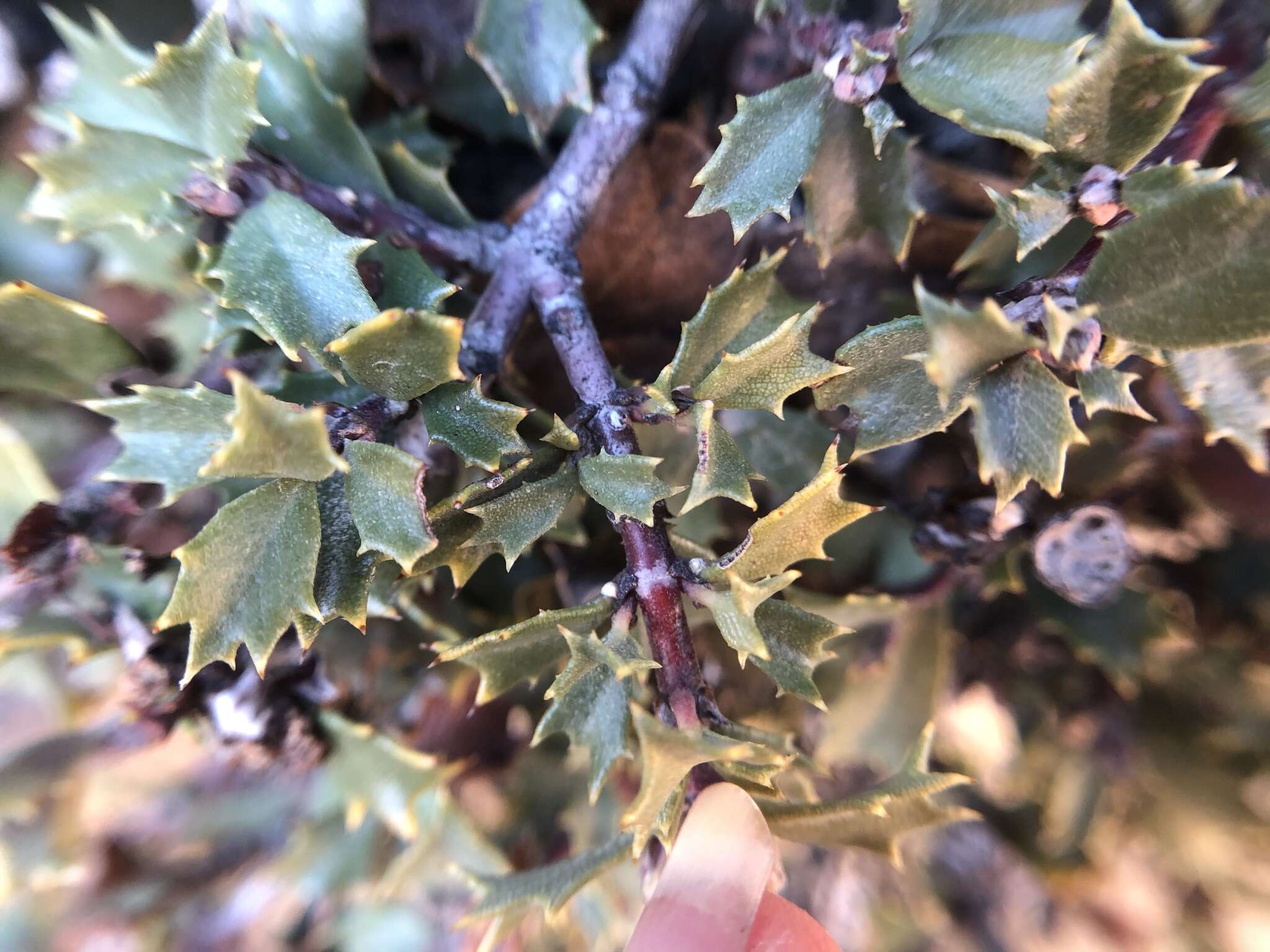 Image of Calistoga ceanothus