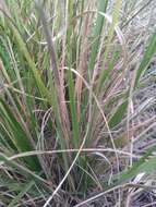 Image of thinleaf false brome