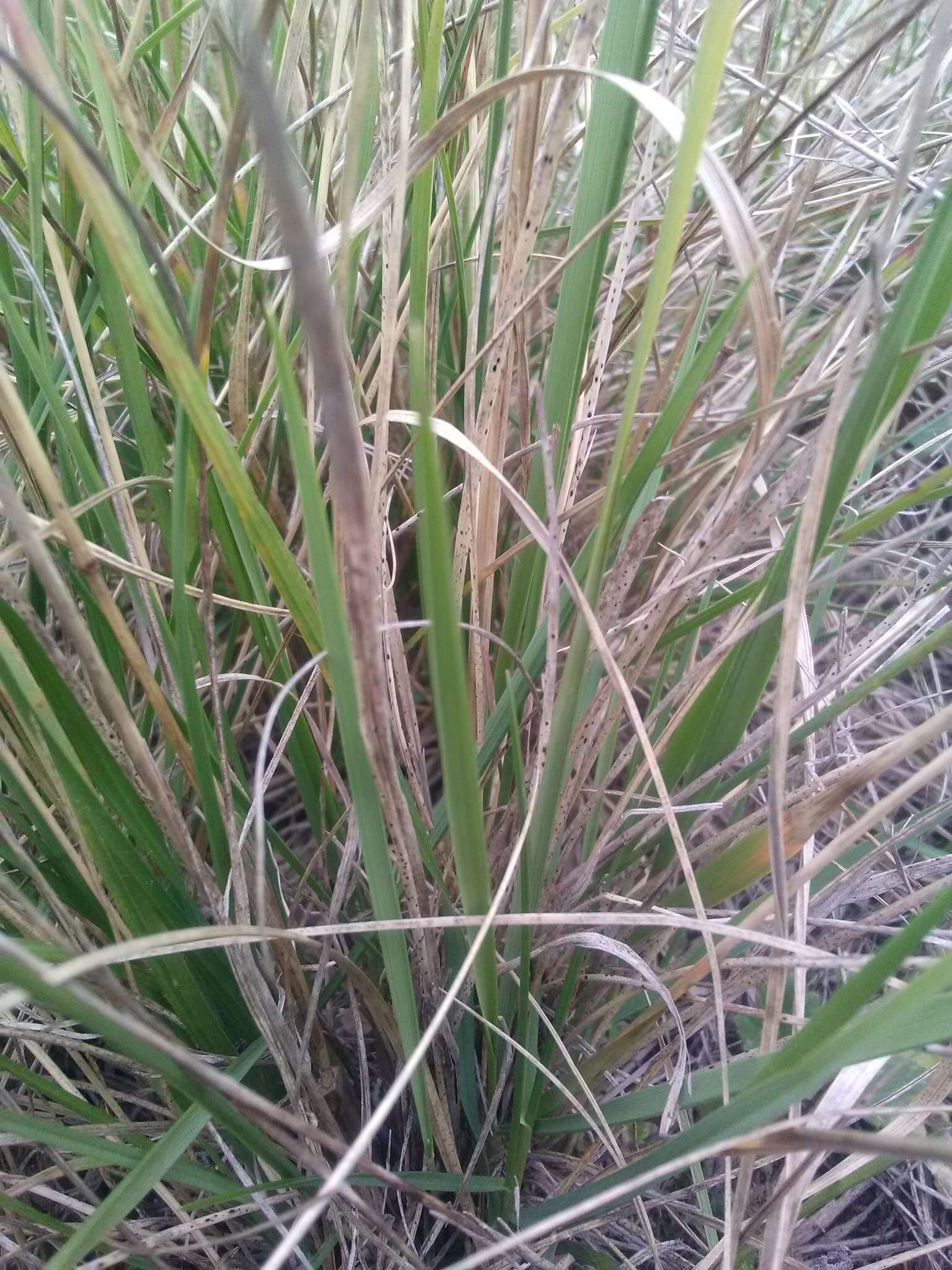 Image of thinleaf false brome