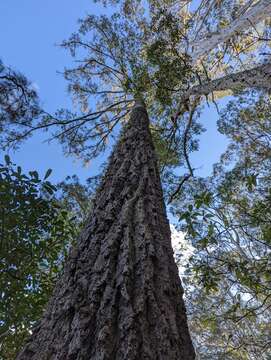 Imagem de Eucalyptus paniculata Sm.