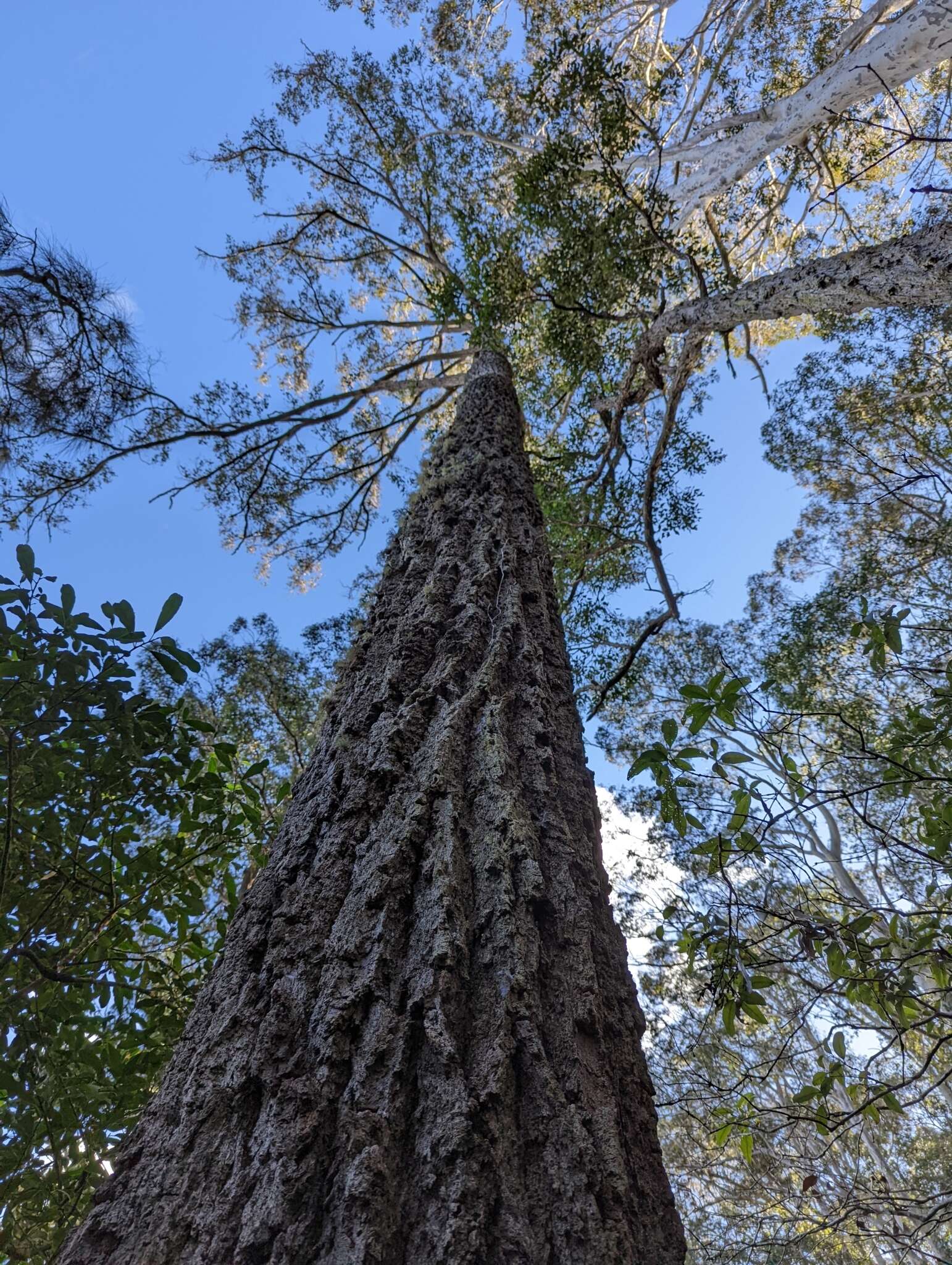 Image of gray ironbark