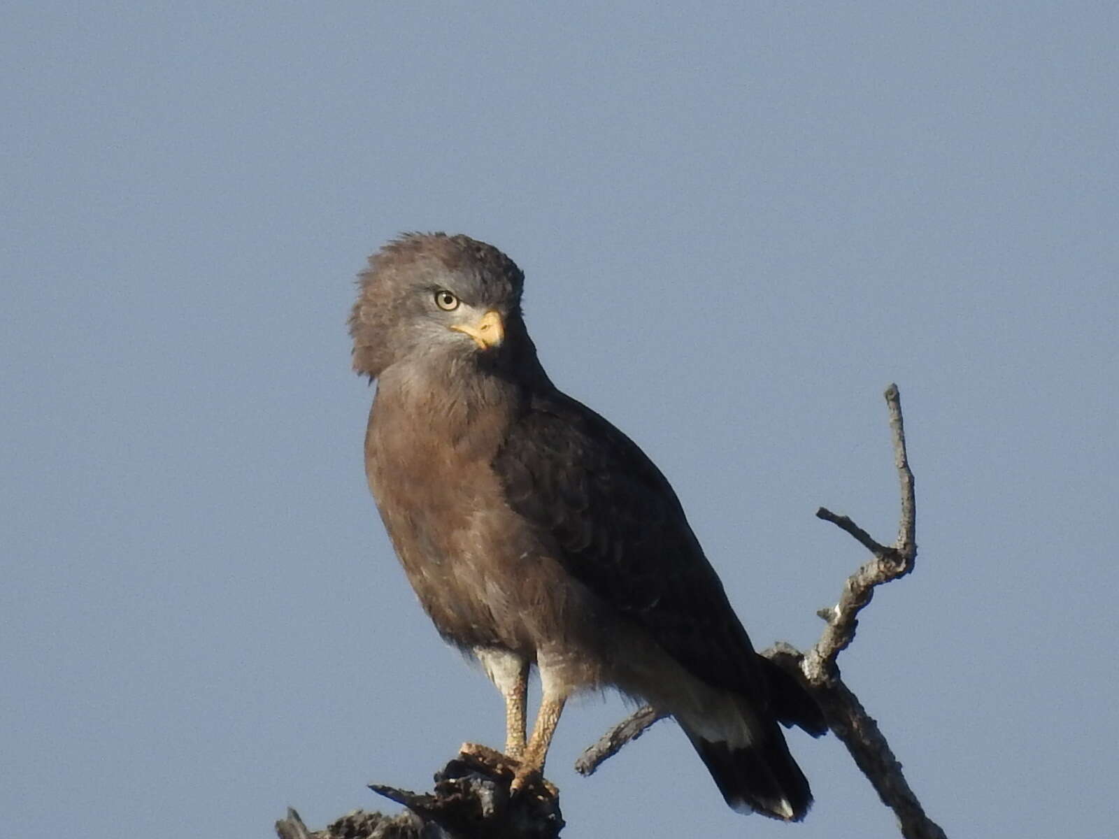 Imagem de Circaetus cinerascens Müller & JW 1851