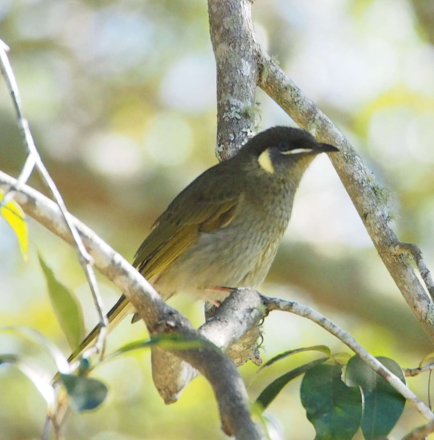 Image of Meliphaga Lewin 1808