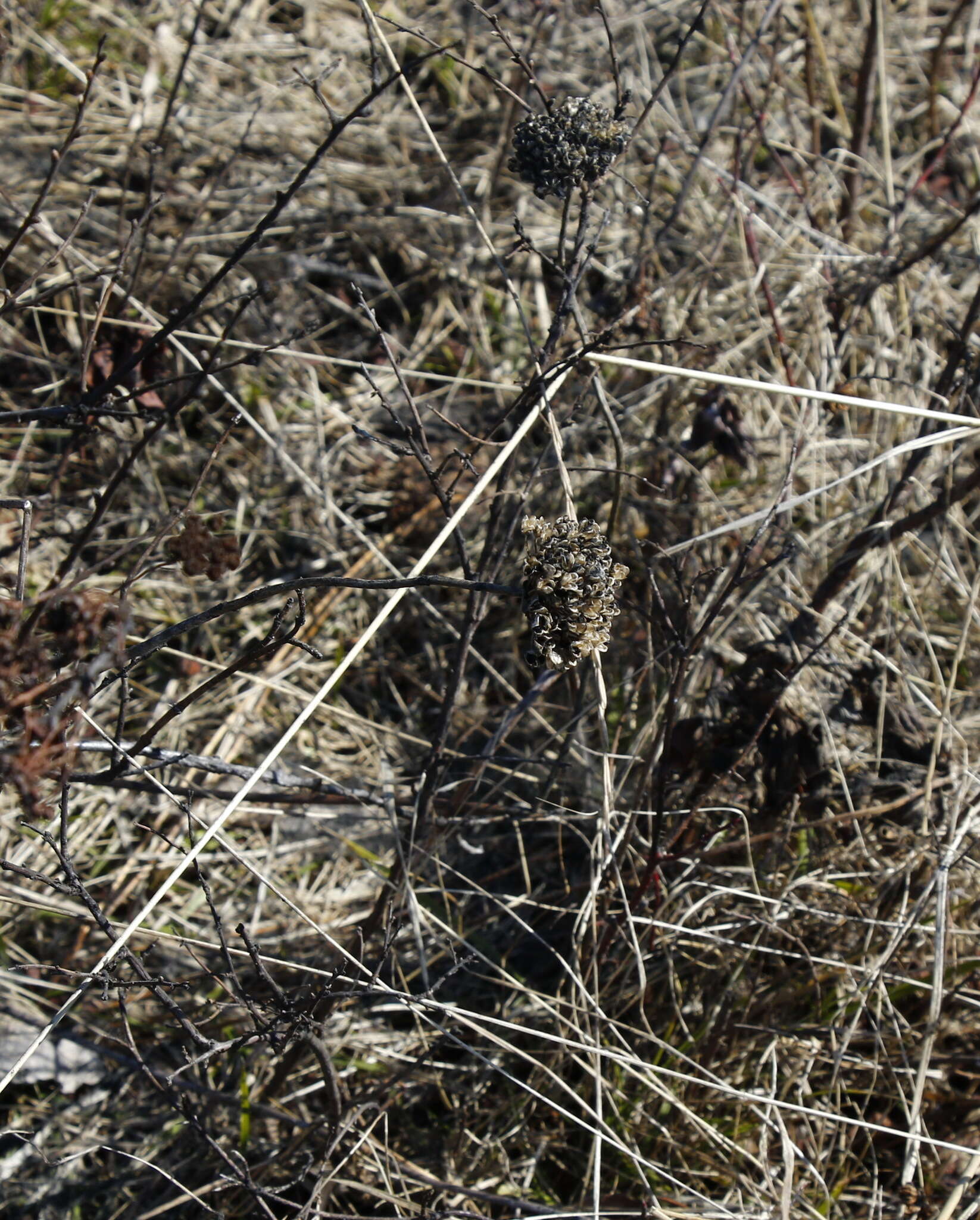 Image of Allium strictum Schrad.