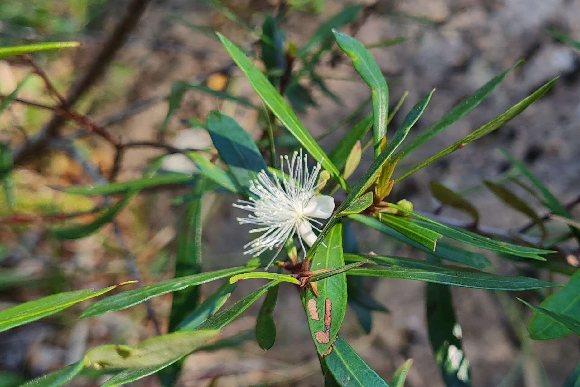 Myrceugenia lanceolata (Juss. ex Jaume St.-Hil.) Kausel resmi