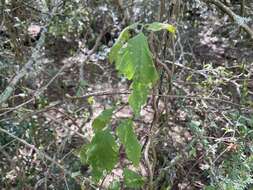 Image of urvillea