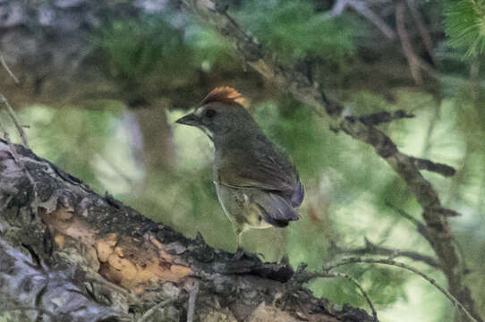 Слика од Pipilo chlorurus (Audubon 1839)