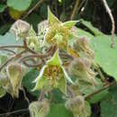 Image of Rubus paniculatus Sm.