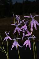 Image de Lobelia ehrenbergii subsp. gracilens (A. Gray) Lammers