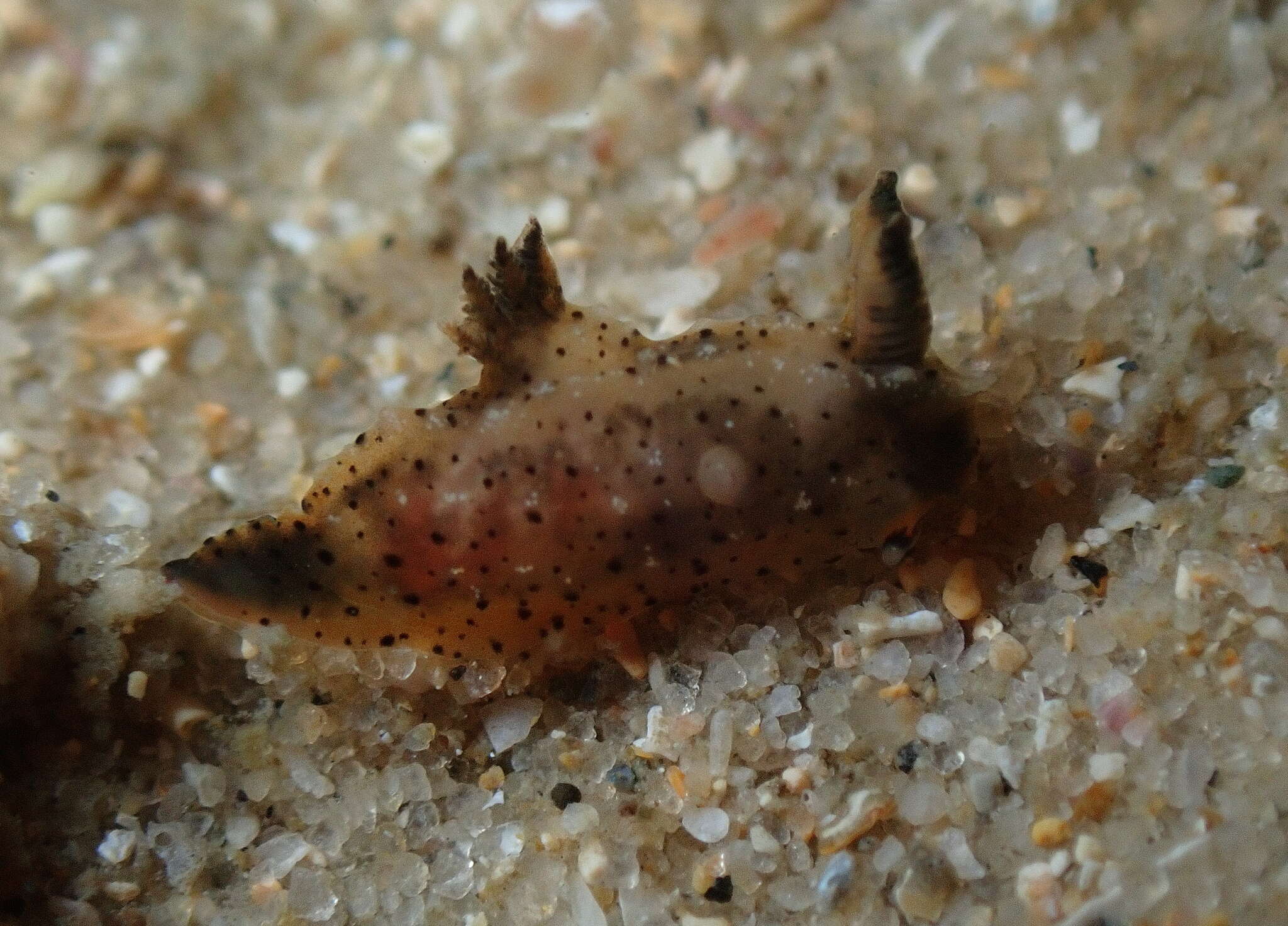 Image of Polycera melanosticta M. C. Miller 1996