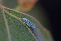 Image of Blue-Green Sharpshooter