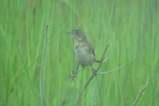 Image of Seaside Sparrow