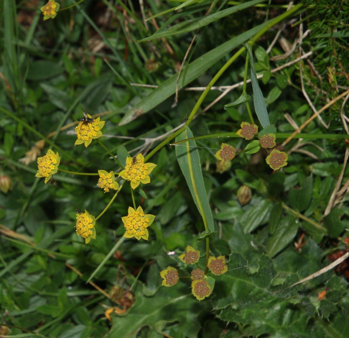 Sivun Bupleurum ranunculoides L. kuva