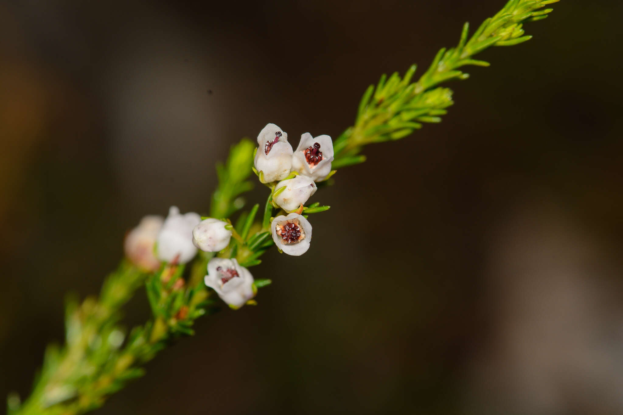 Imagem de Erica margaritacea