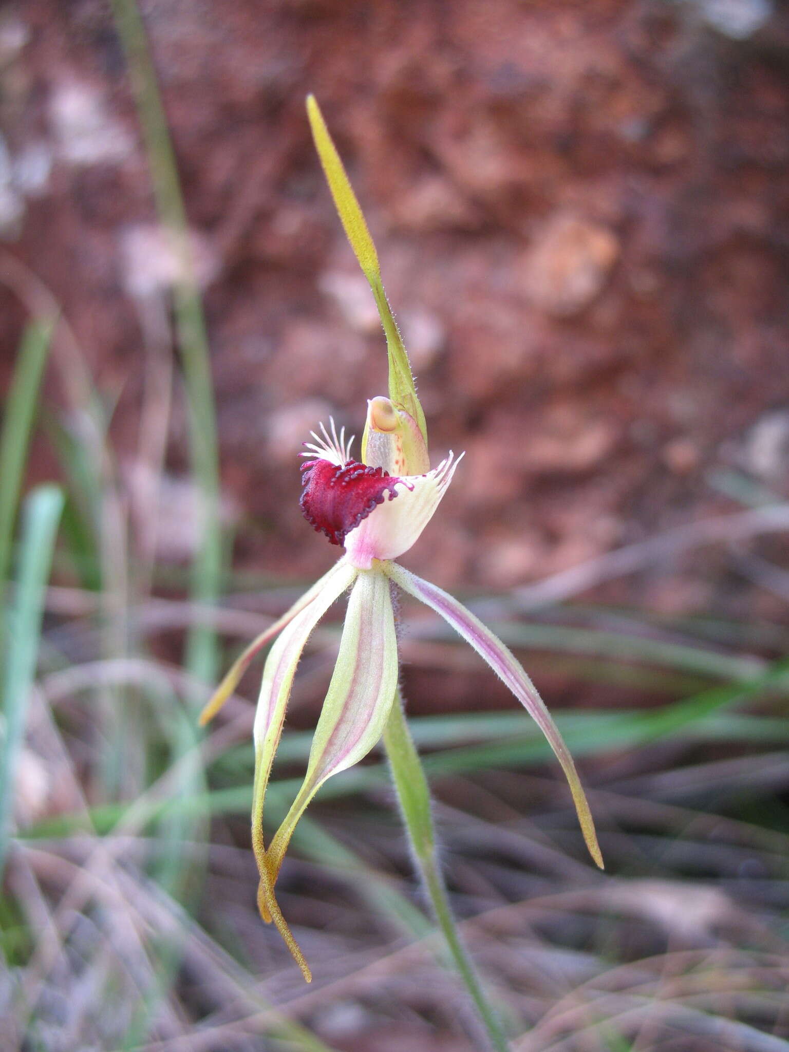 Image of Clubbed spider orchid