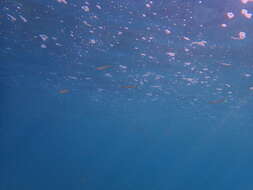 Image of Pacific barracuda