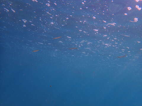 Image of Pacific barracuda