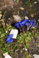 Image of Gentiana brachyphylla subsp. favratii (Rittener) Tutin