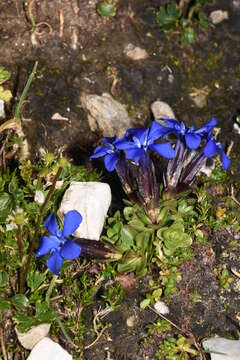 Image of Gentiana brachyphylla subsp. favratii (Rittener) Tutin