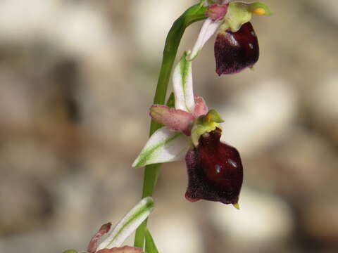 Image of Ophrys morisii (Martelli) G. Keller & Soó