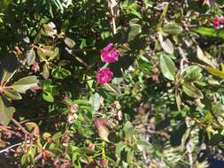 Image of Kalmia microphylla (Hook.) A. Heller