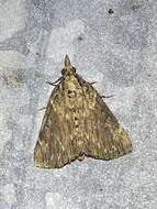 Image of Asimina webworm moth