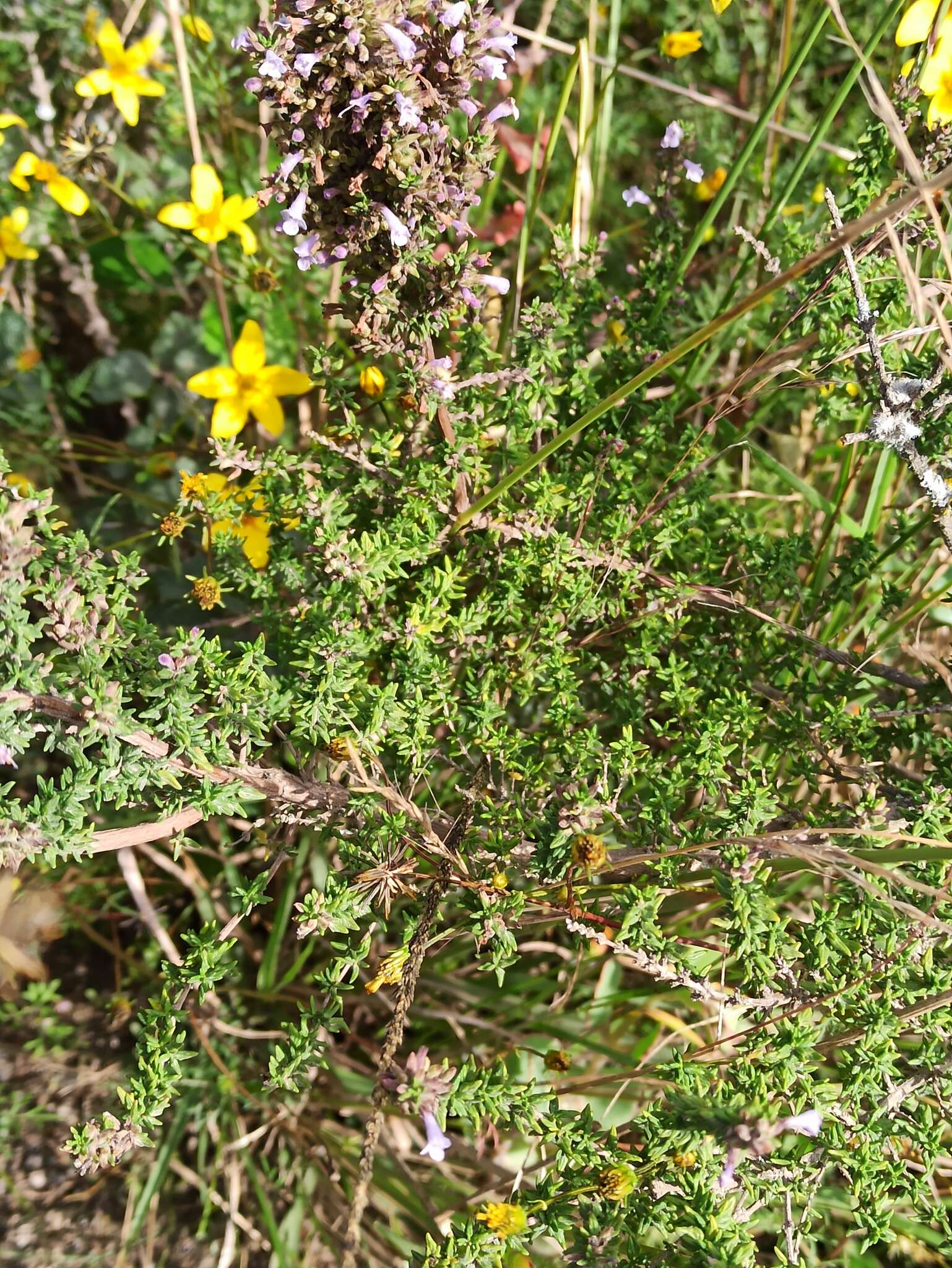 Clinopodium fasciculatum (Benth.) Govaerts的圖片