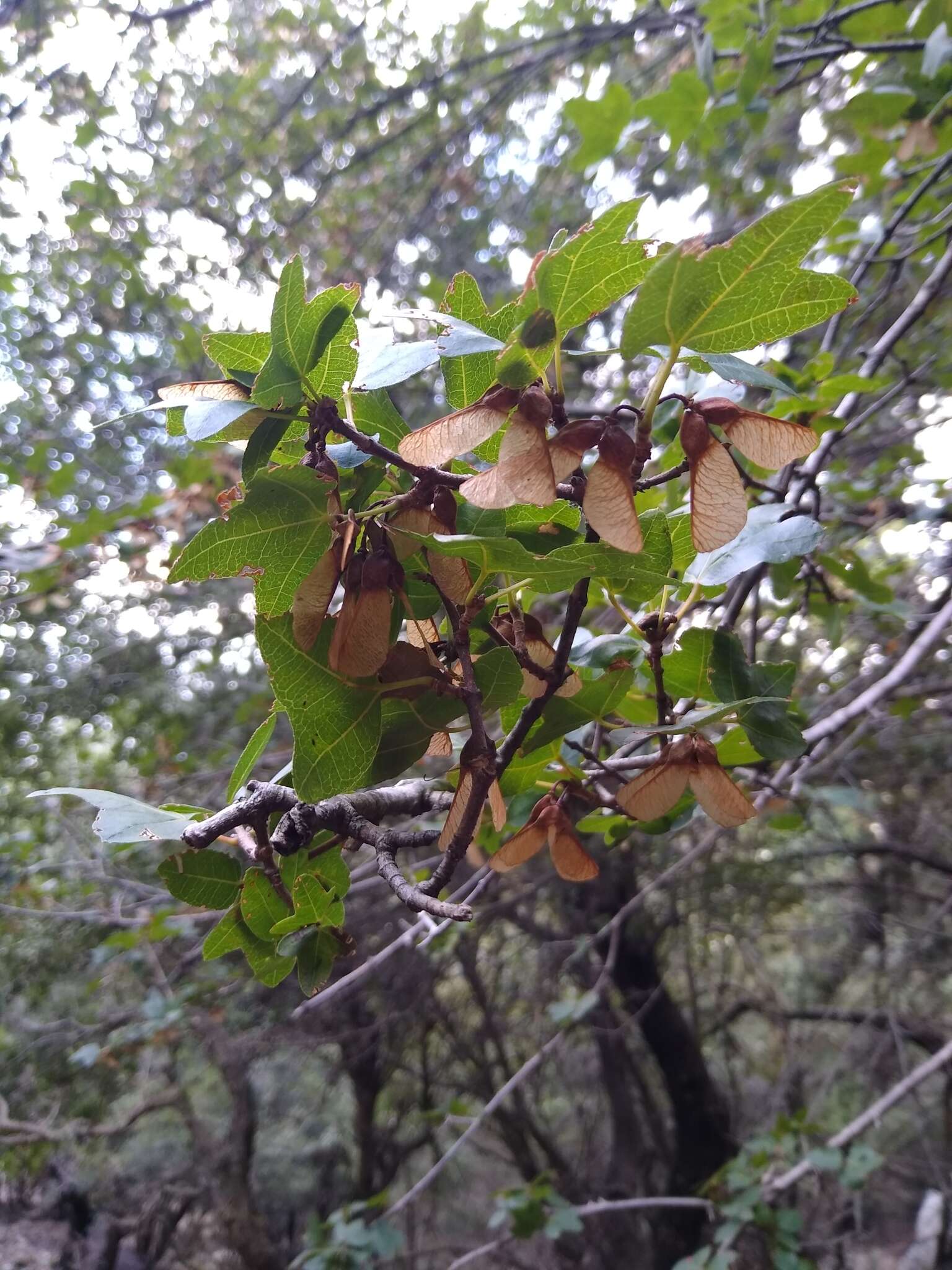 Imagem de Acer sempervirens L.