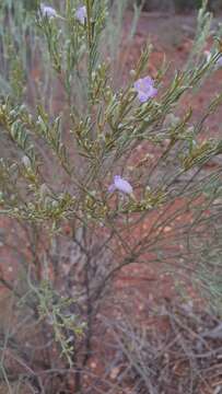 صورة Eremophila scoparia (R. Br.) F. Muell.