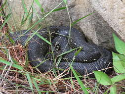 Image of Morelia spilota spilota (Lacépède 1804)