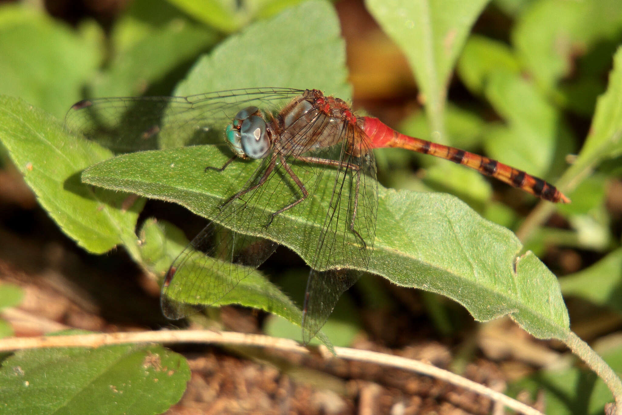 Image of Blue-faced Meadowhawk