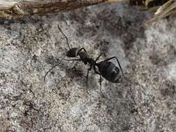 Image of Camponotus micans (Nylander 1856)