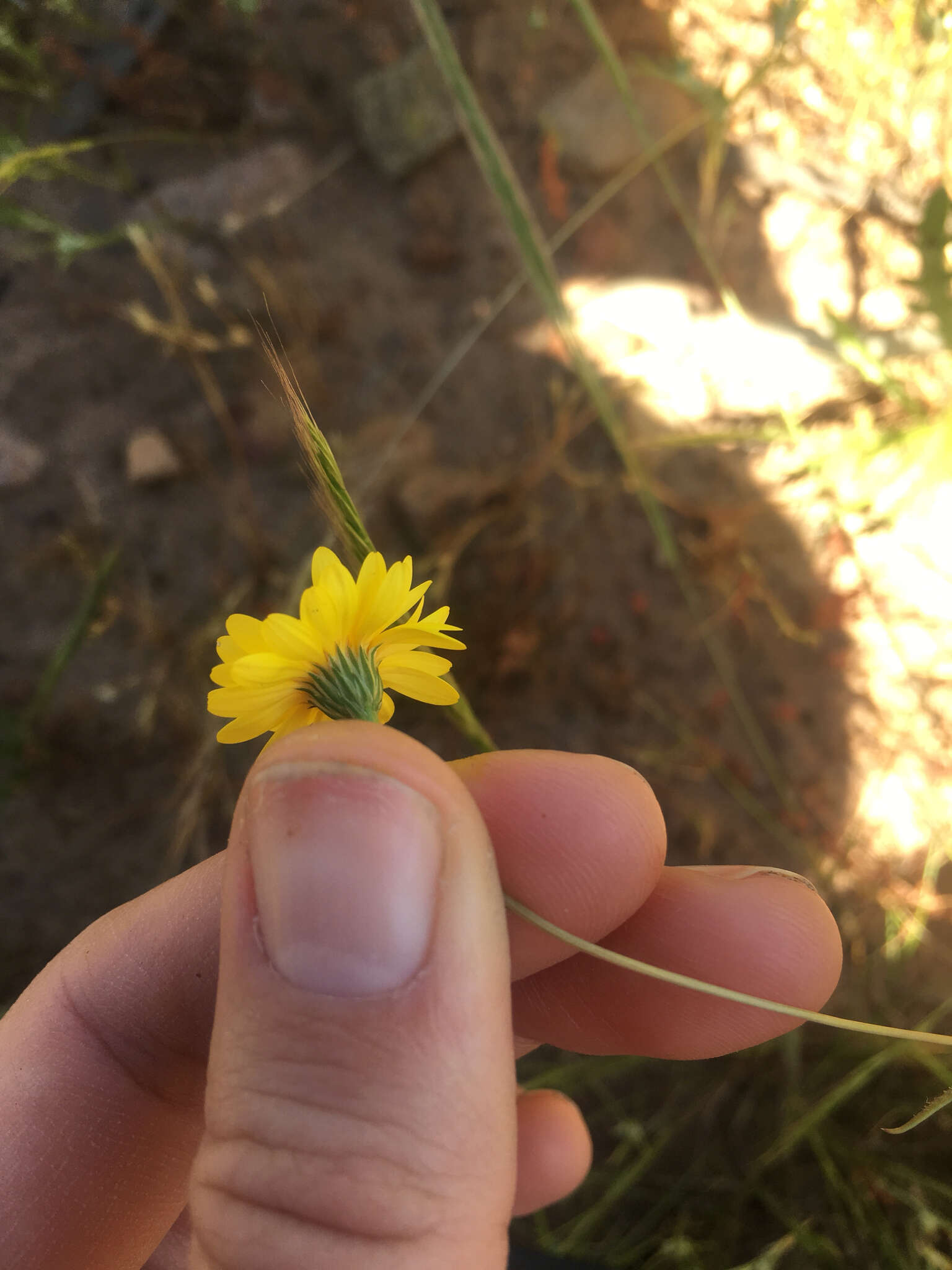 Image of golden chaetopappa