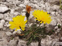 Image of Scorzoneroides montana (Lam.) J. Holub