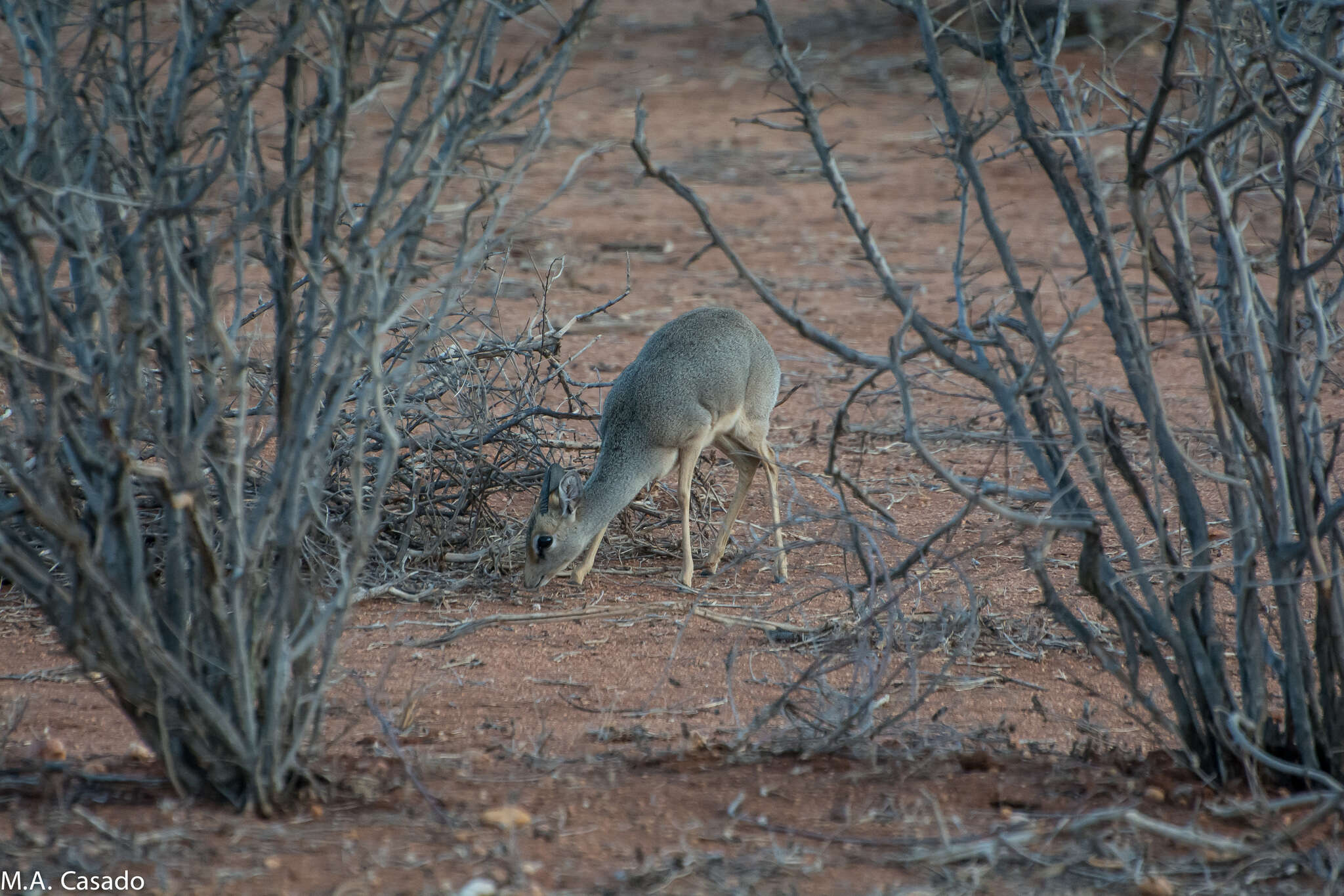 Image of Guenther's Dik-dik