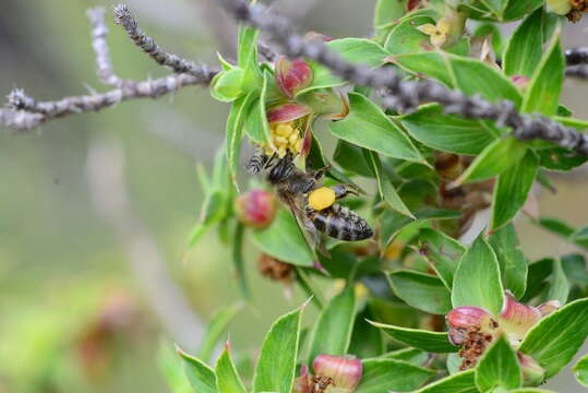 Image of Cliffortia ilicifolia var. cordifolia (Lam.) Harv.