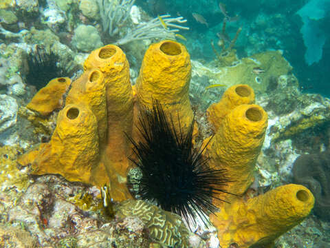 Image of Yellow tube sponge