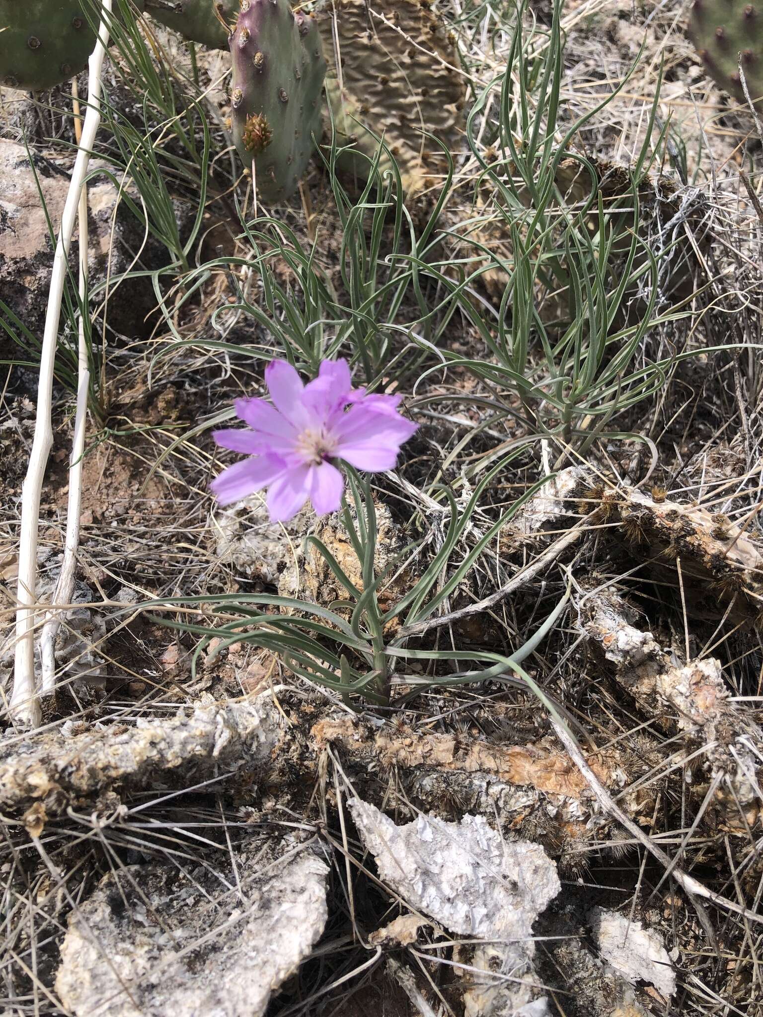 صورة Lygodesmia grandiflora (Nutt.) Torr. & A. Gray