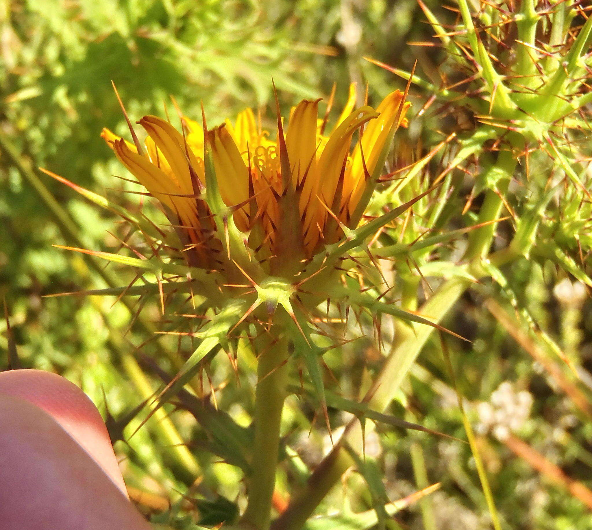 Image of Berkheya cruciata subsp. cruciata